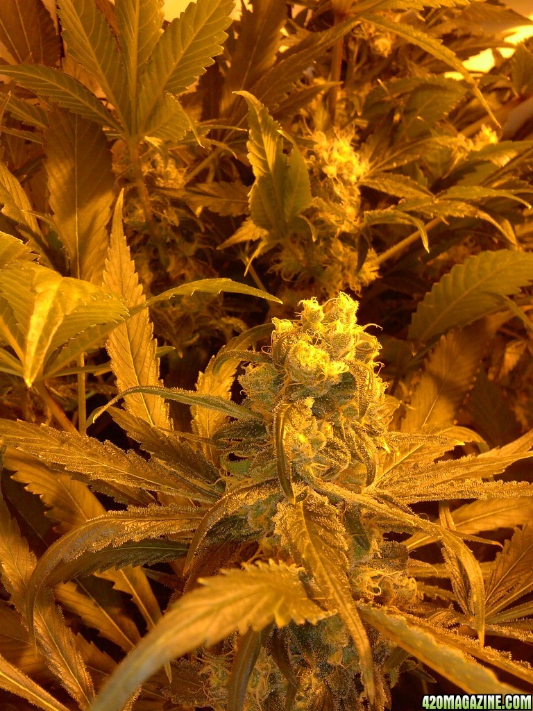 Mazar Mid flush week 8