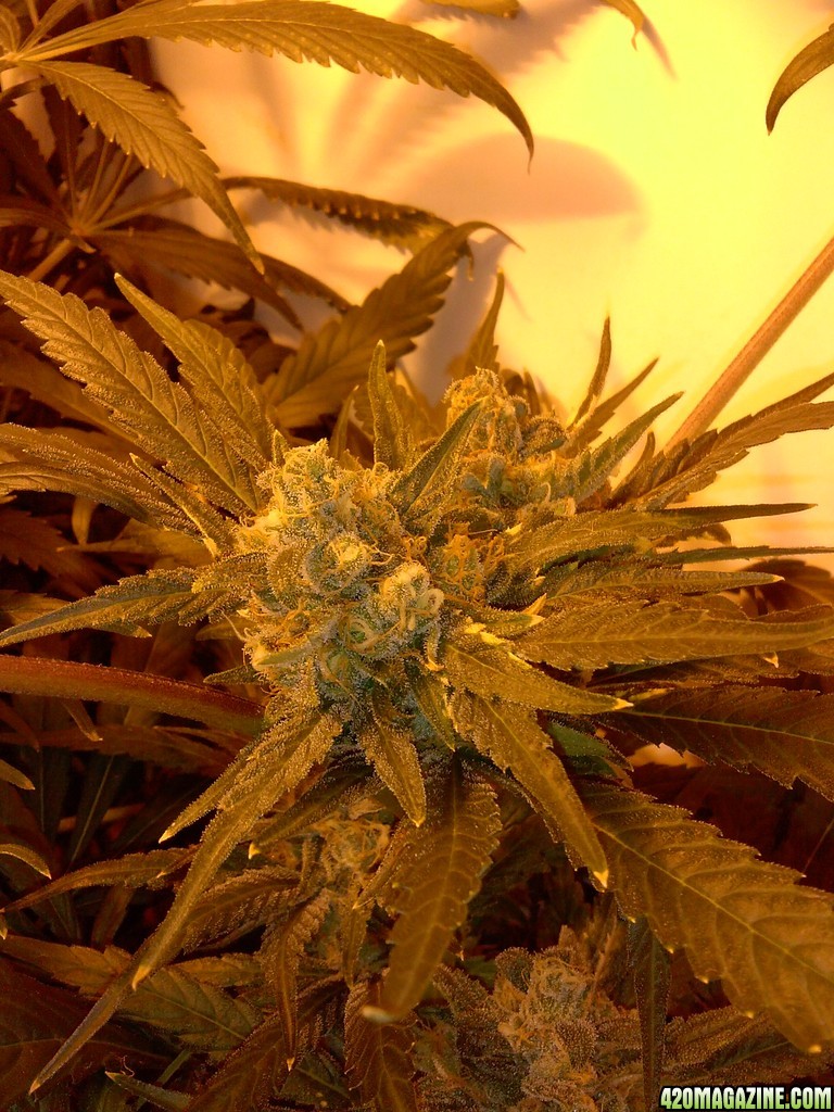 Mazar Mid flush week 8