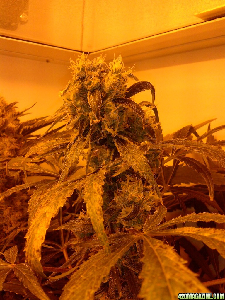 Mazar Mid flush week 8