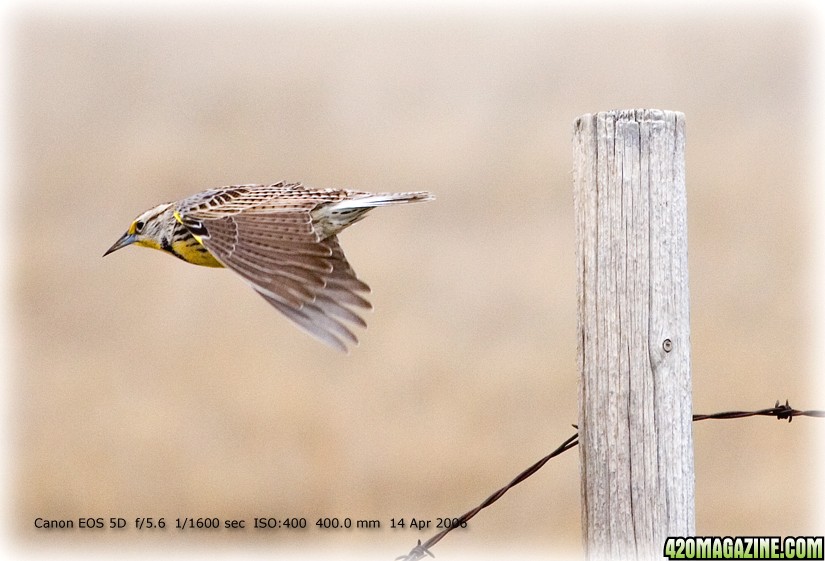 meadowlark1