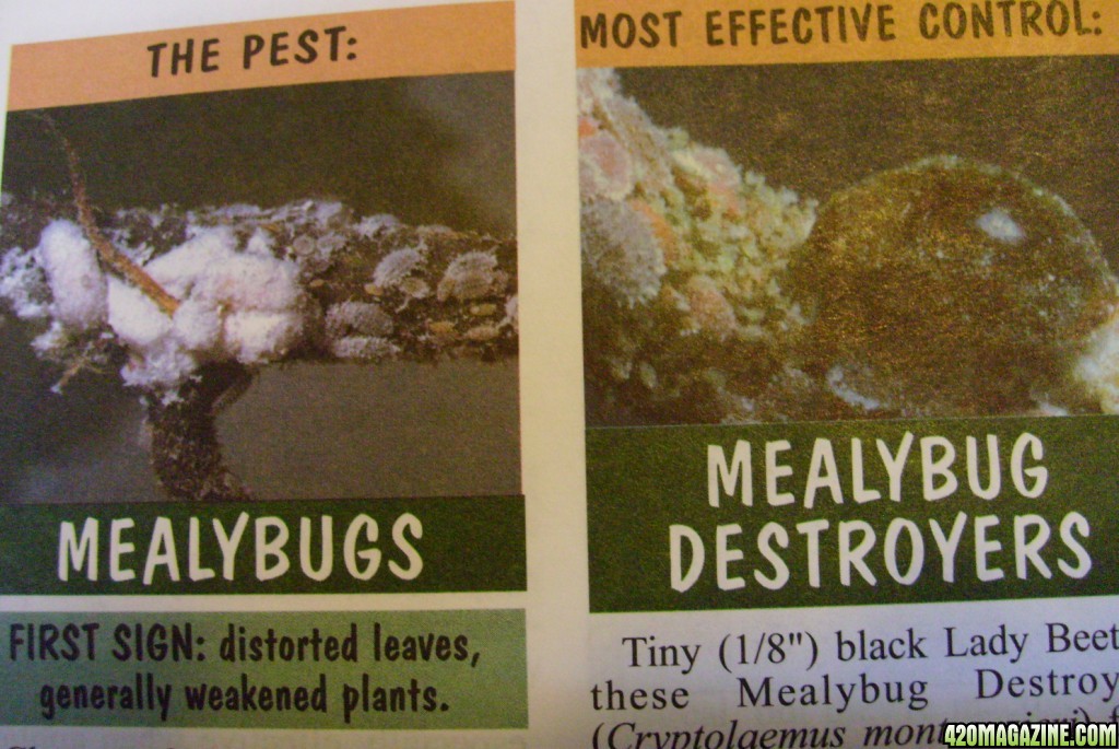 mealybug and their destroyer