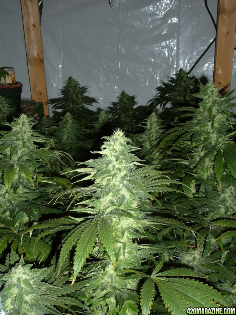 med grow