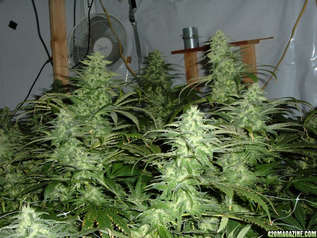 med grow