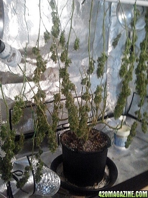 Medi1 Harvest