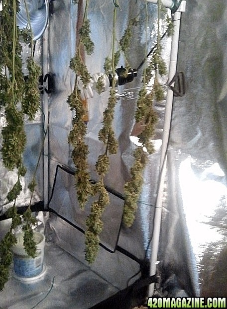 Medi1 Harvest