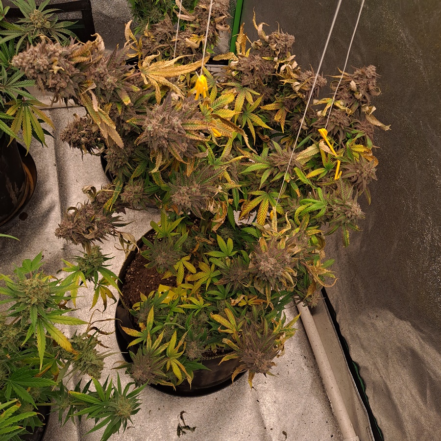 Medic Grow 10-28g.jpg