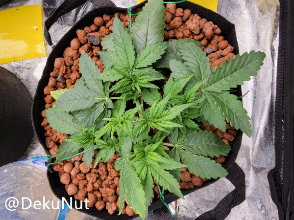 medic-grow-ez-8-review-Sky_Nuggets_aug13.jpg