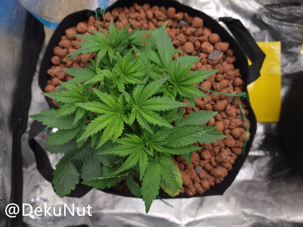 medic-grow-ez-8-review-Skynuhgets_aug_17.jpg