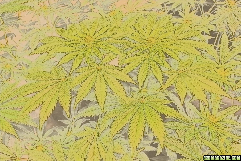 Medical Cannabis in Watercolor