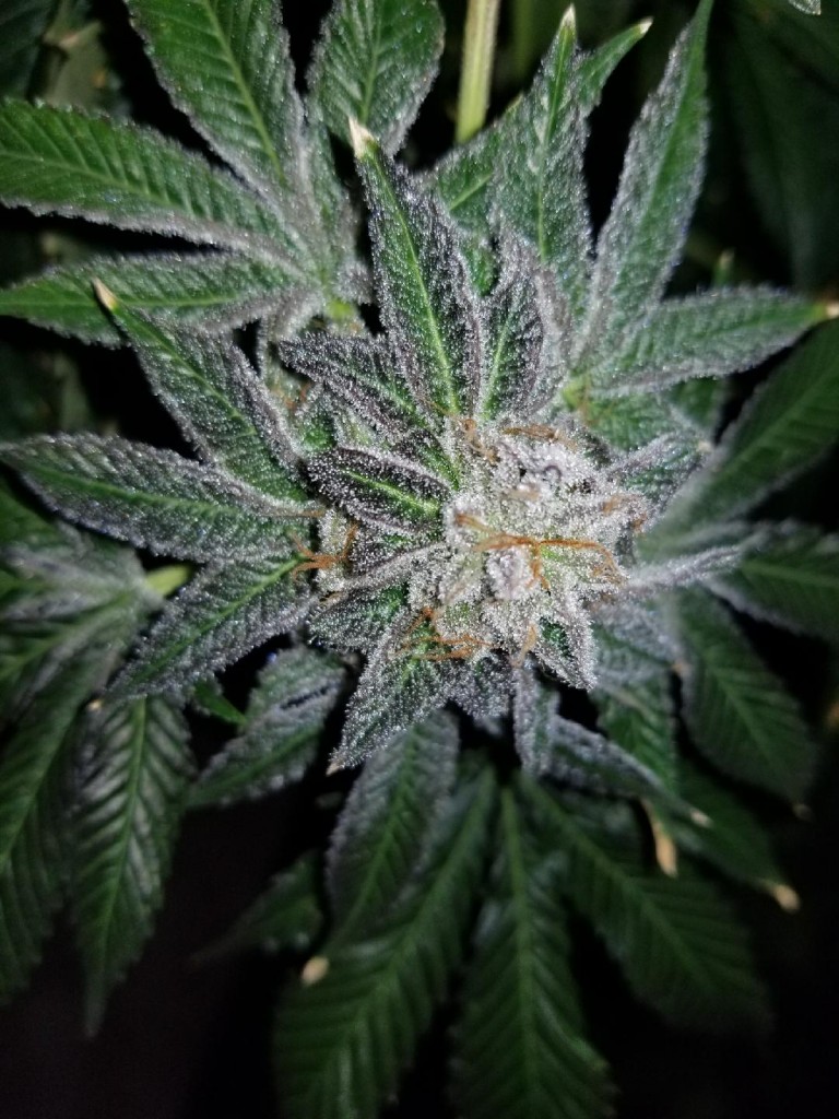 medical grow