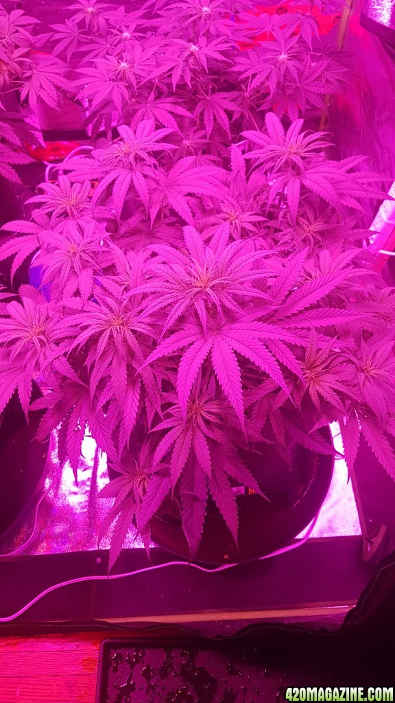 Medical Mass strain 39 days old - 2 week of flowering