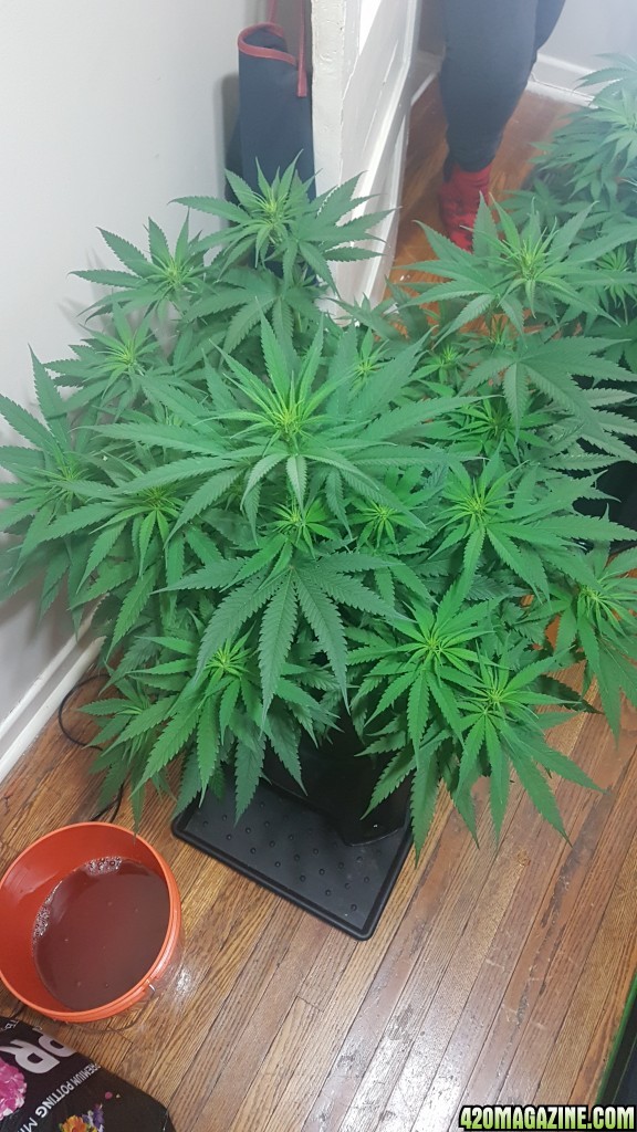 Medical Mass strain 43 days old - starting 3rd week of flowering