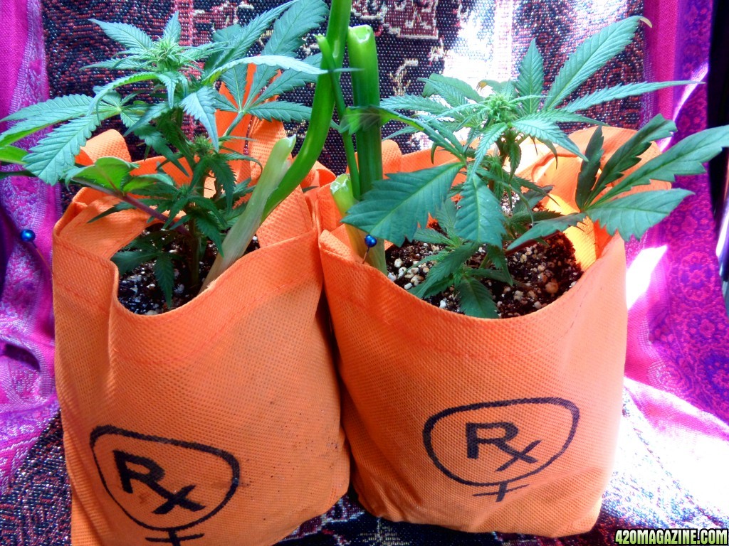 Medicann Blue Blood 2 Clones in RX Fabric Pots