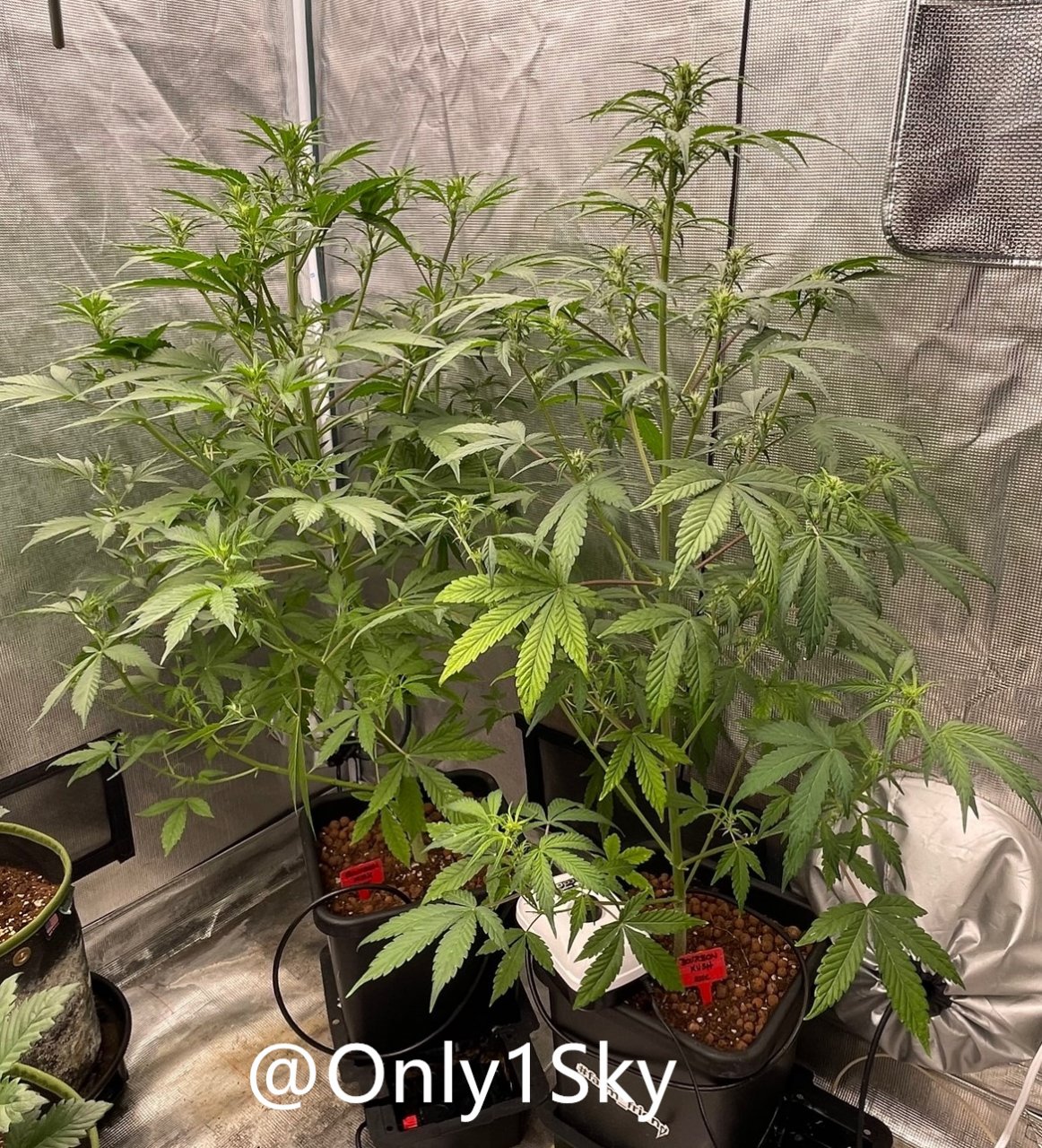 medicgrow-fold8-day44-kush-2.jpg