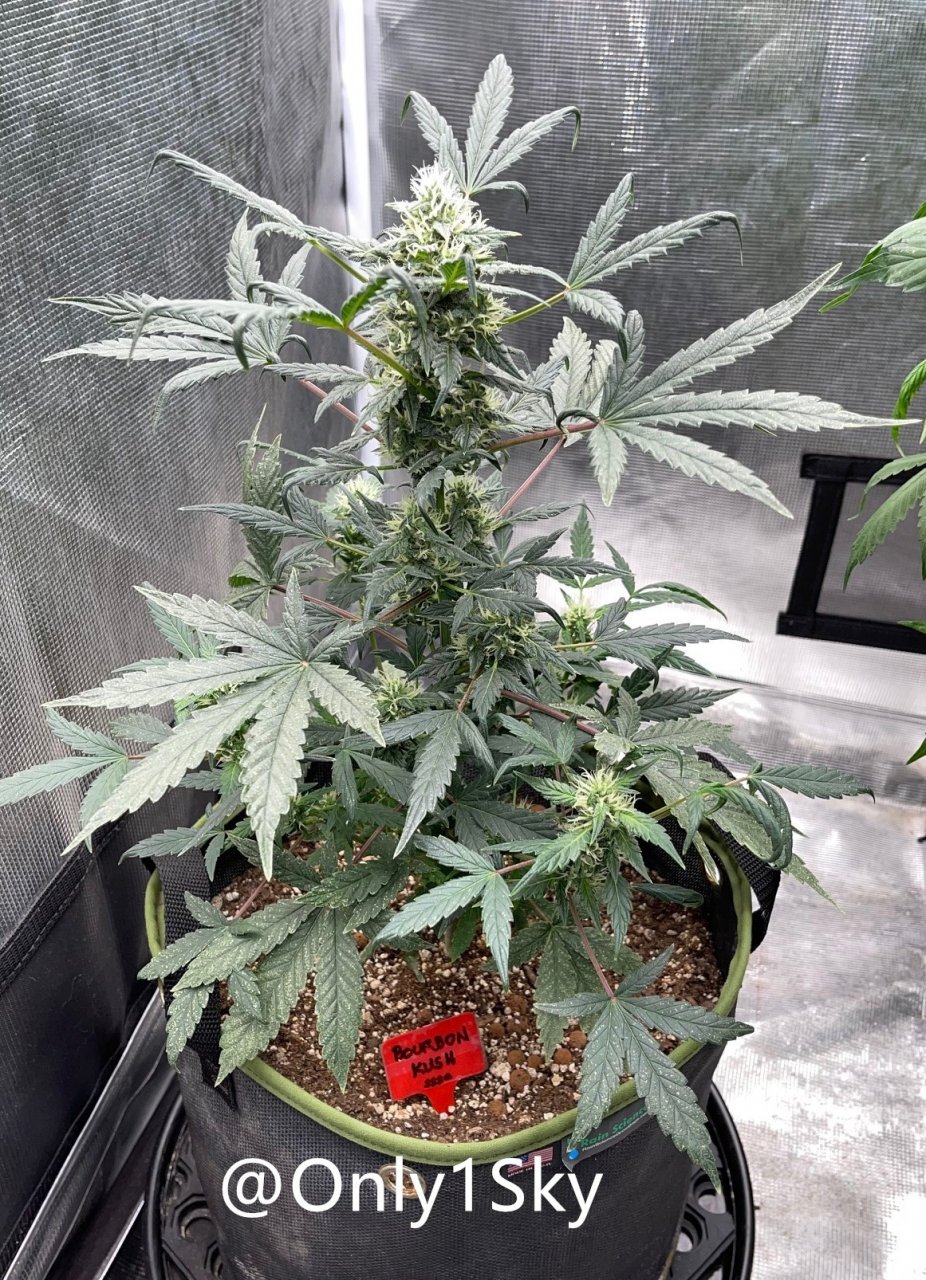 medicgrow-fold8-day51-kush-4.jpg