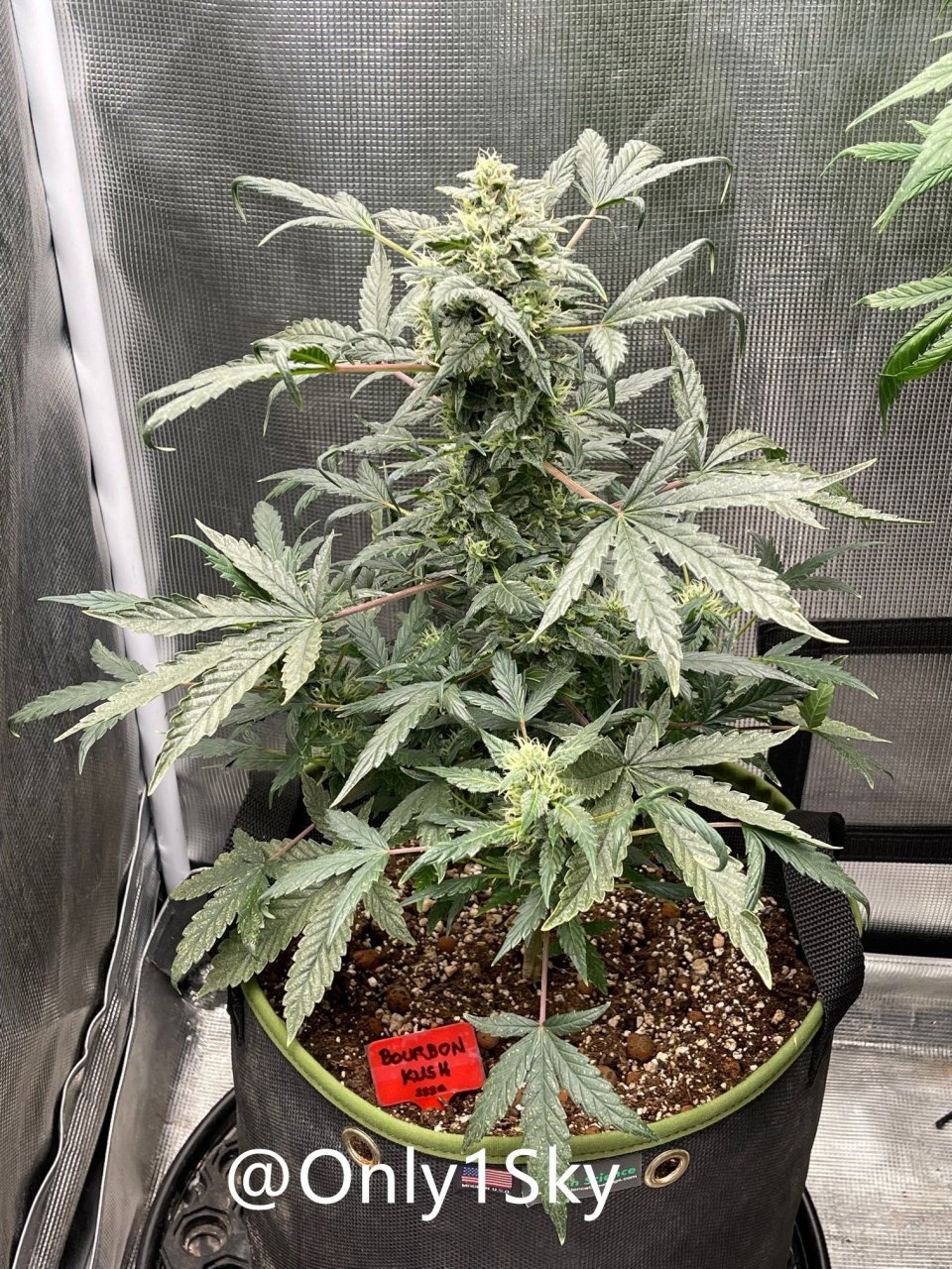 medicgrow-fold8-day60-kush-3.jpg