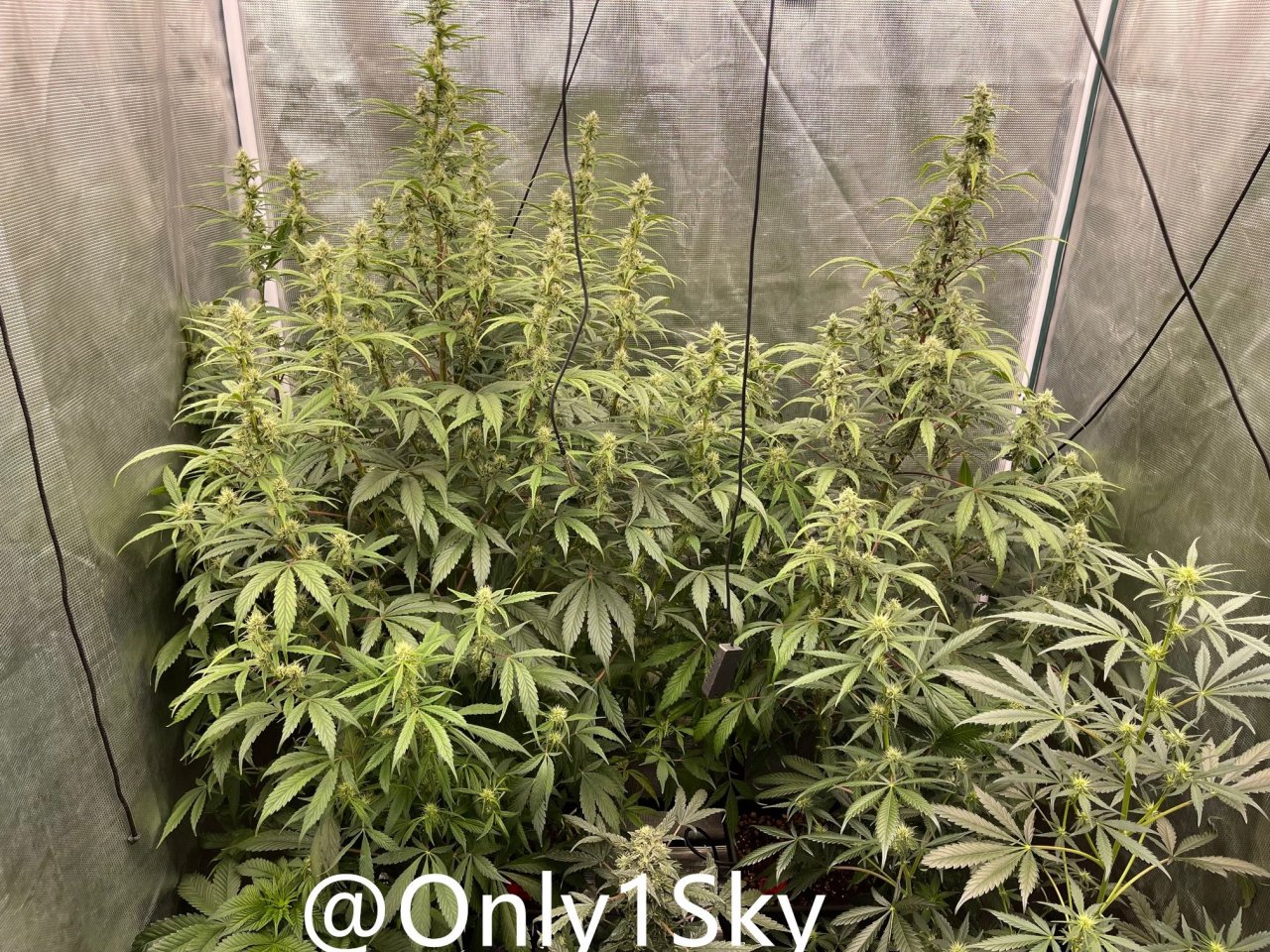 medicgrow-fold8-day60-kush.jpg