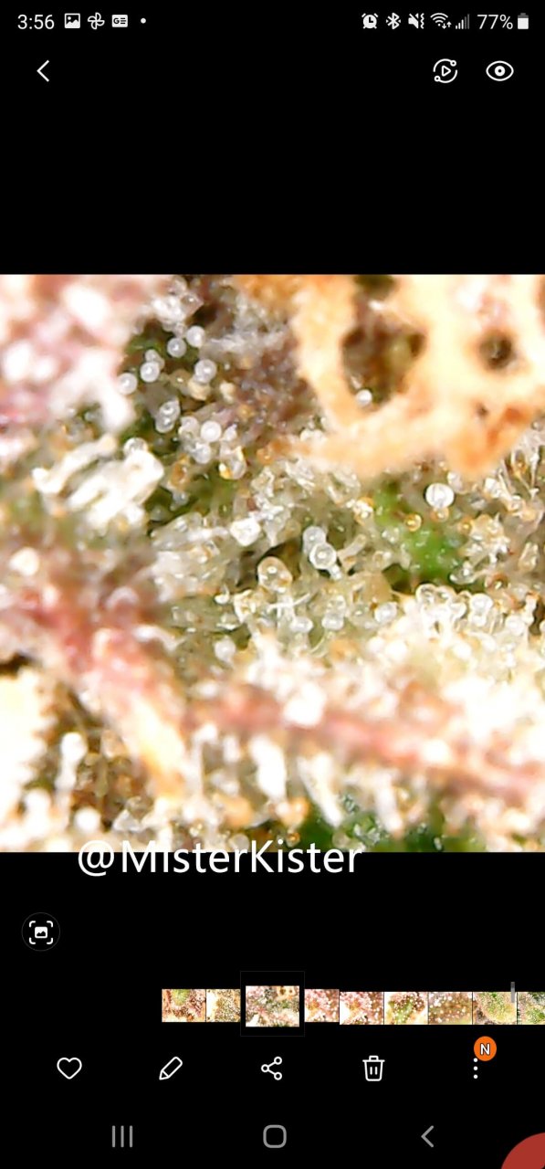 medicgrow-spectrum-x-review-20211005-155606_Gallery.jpg