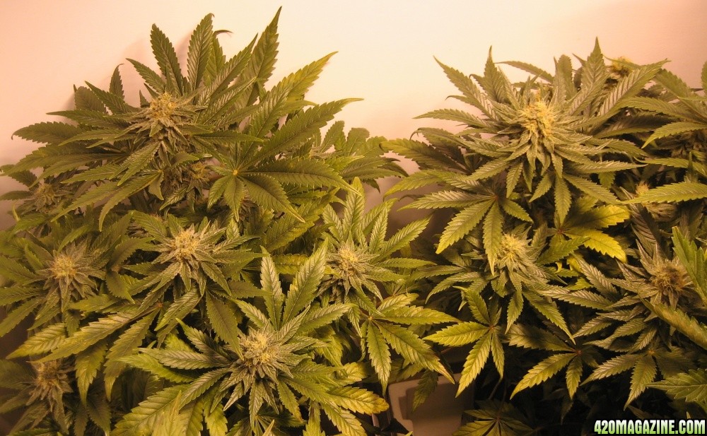 Medijuana plants in flower