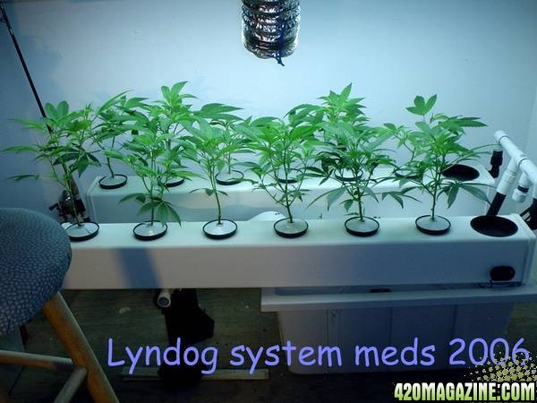 Meds 2006 Lyndog