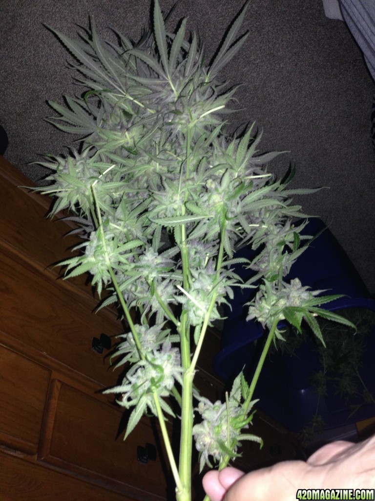 Mega Purple Dream