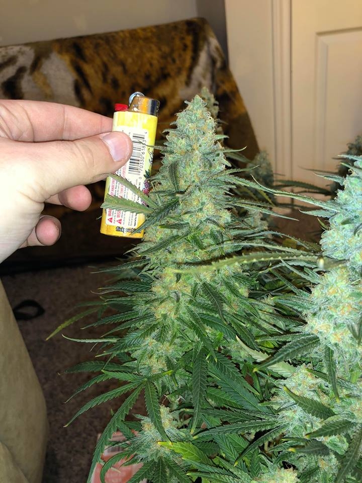 meh pheno bud 1.jpg