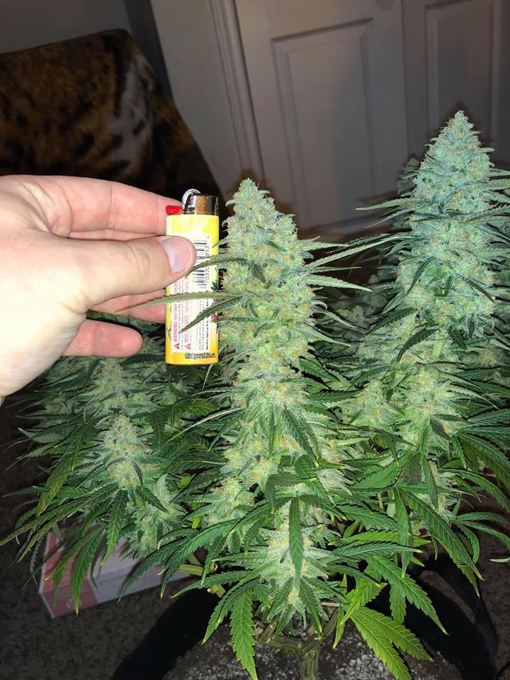 meh pheno bud 4.jpg