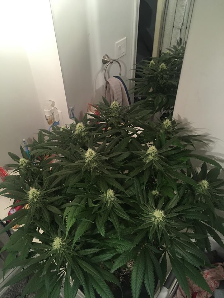 meh pheno day 31 flower 1.jpg