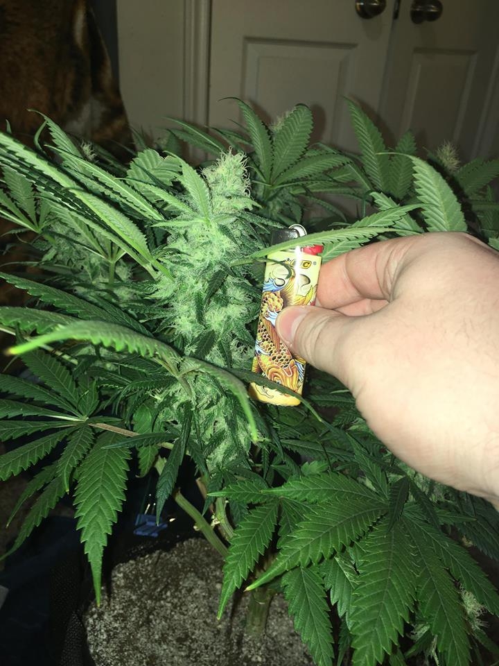 meh pheno day 37 3.jpg