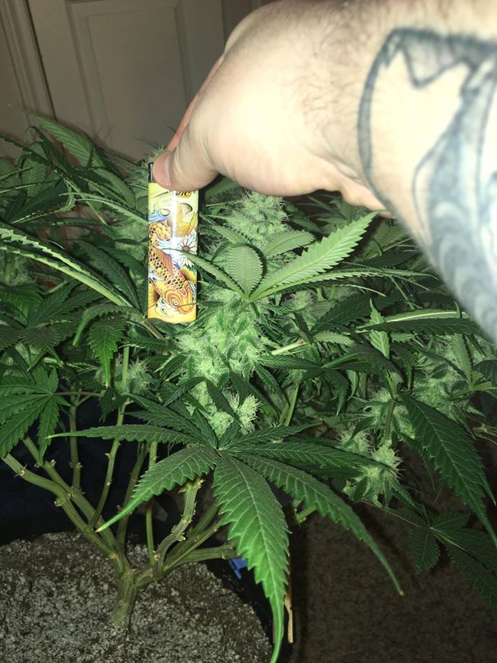 meh pheno day 37 5.jpg