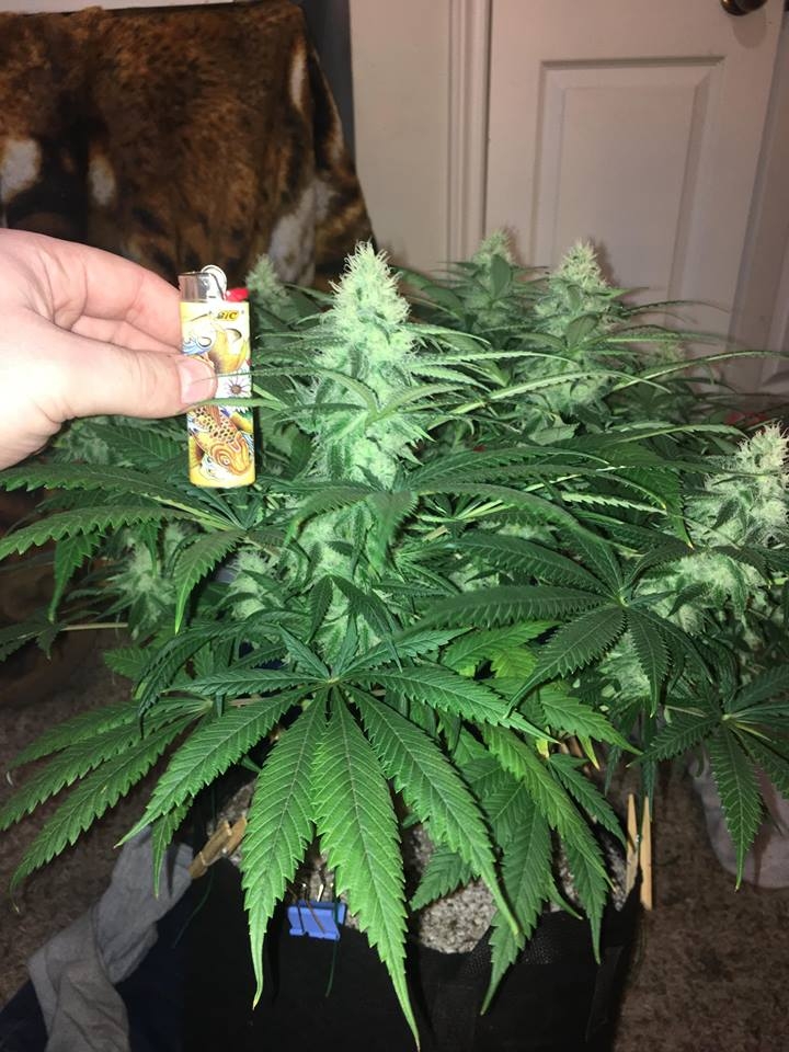 meh pheno day 37 day 4.jpg