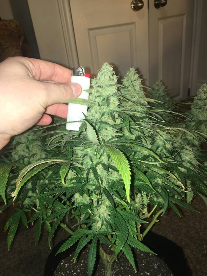 meh pheno day 45 4.jpg