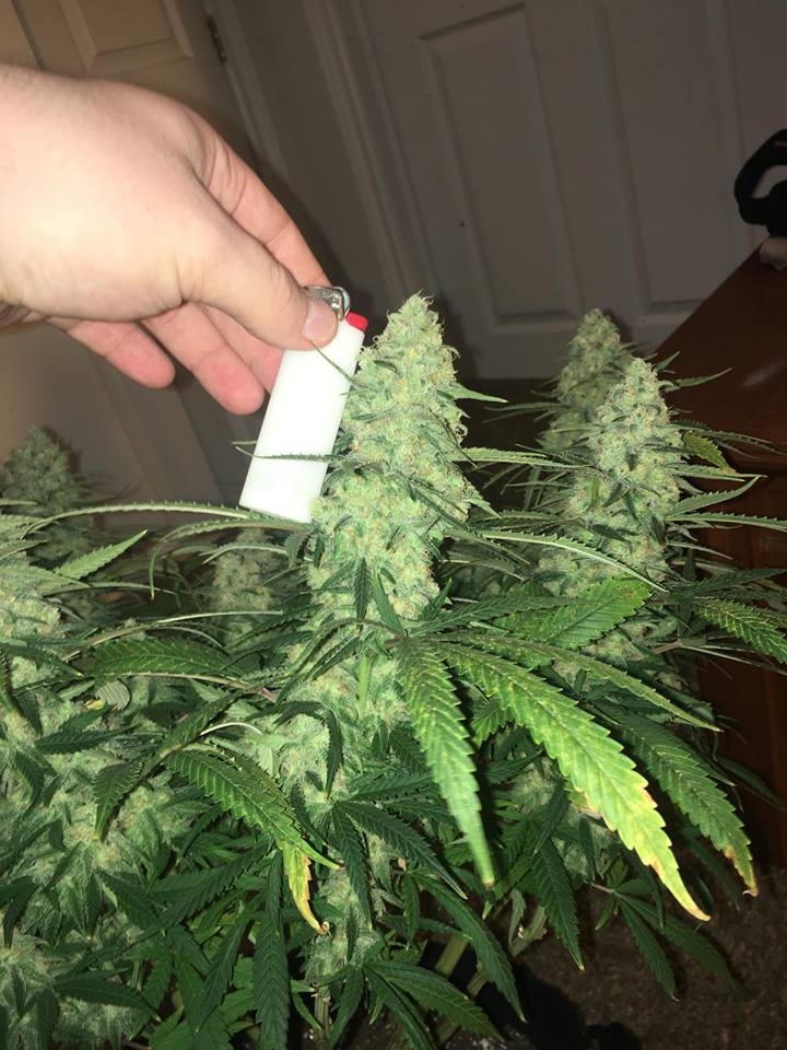 meh pheno day 45.jpg