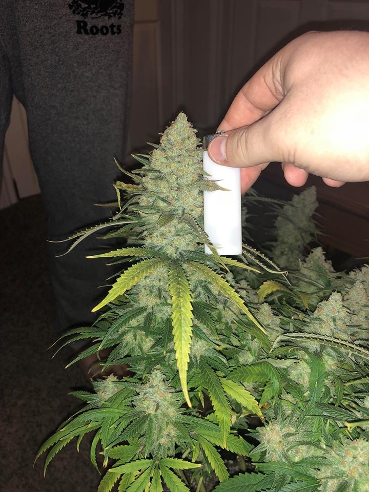 meh pheno pre harvest 4.jpg