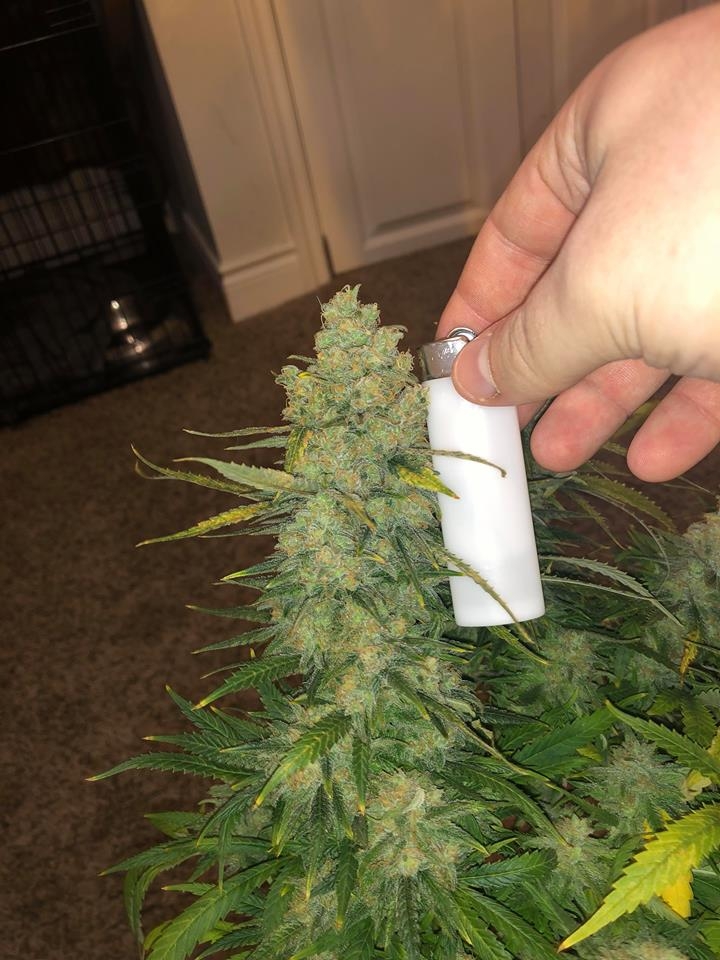 meh pheno pre harvest 5.jpg