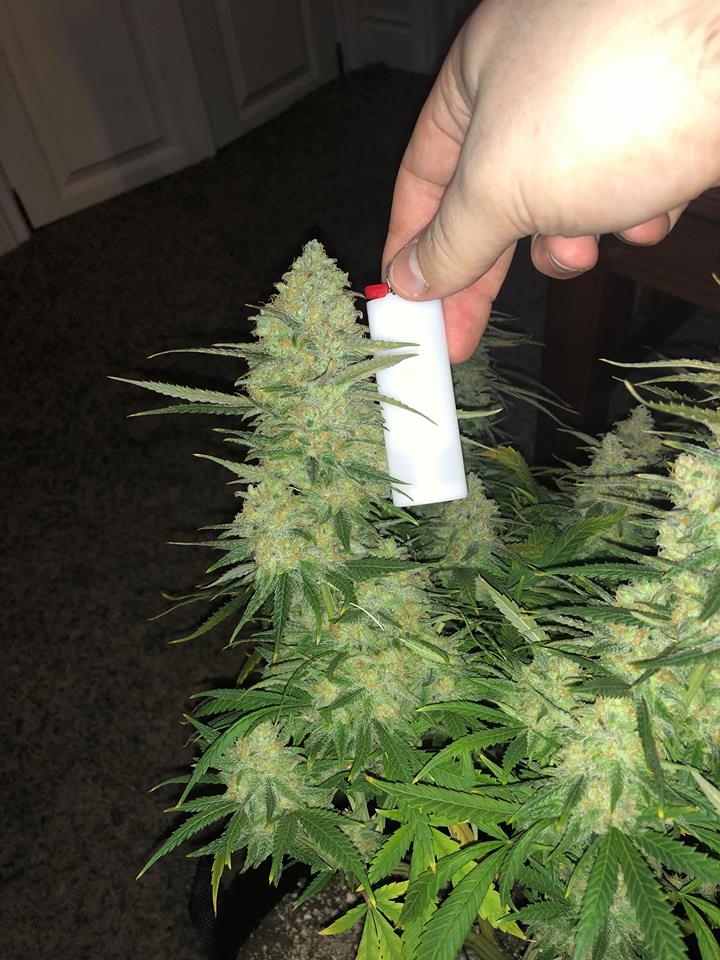 meh pheno pre harvest 6.jpg