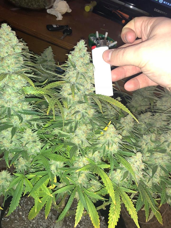 meh pheno pre harvest 8.jpg