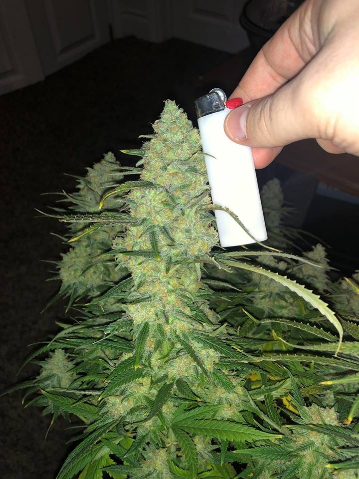 meh pheno pre harvest.jpg