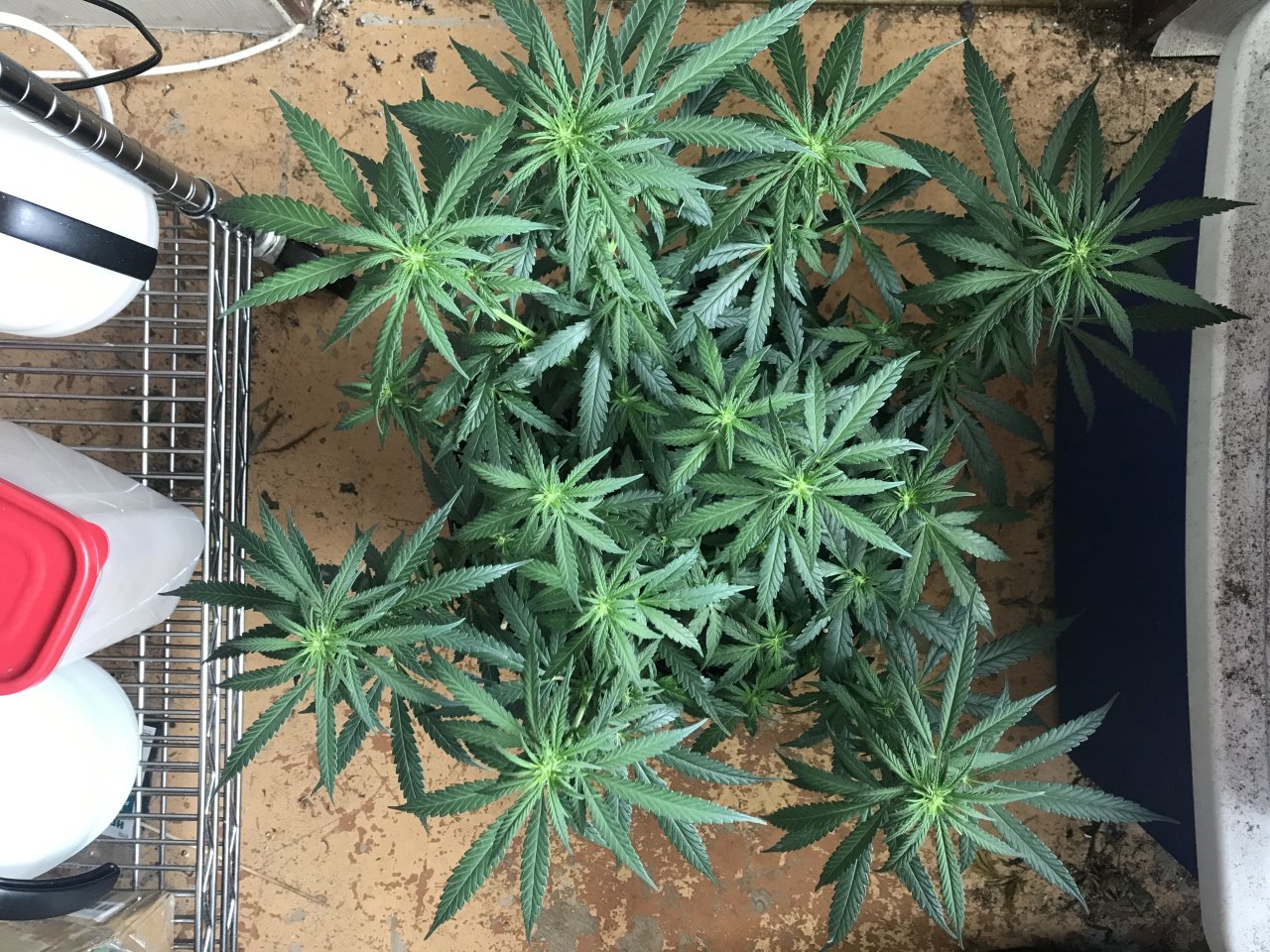 Melon Gum-Day 13F-f.jpeg