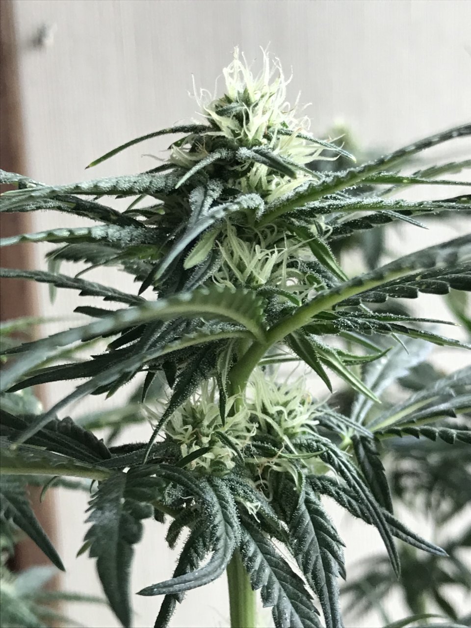 Melon Gum-Day 25F-f.jpeg