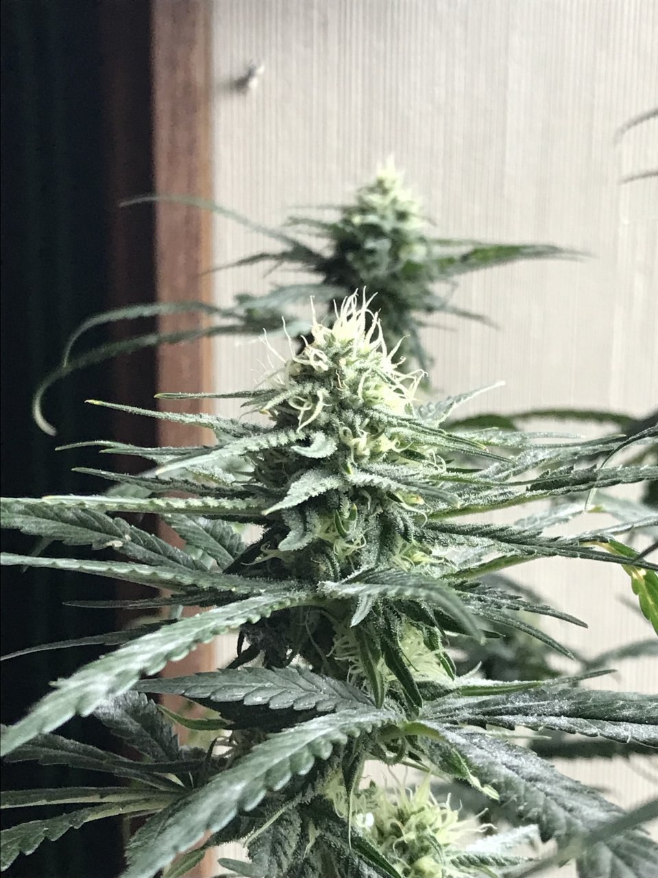 Melon Gum-Day 31F-k.jpeg