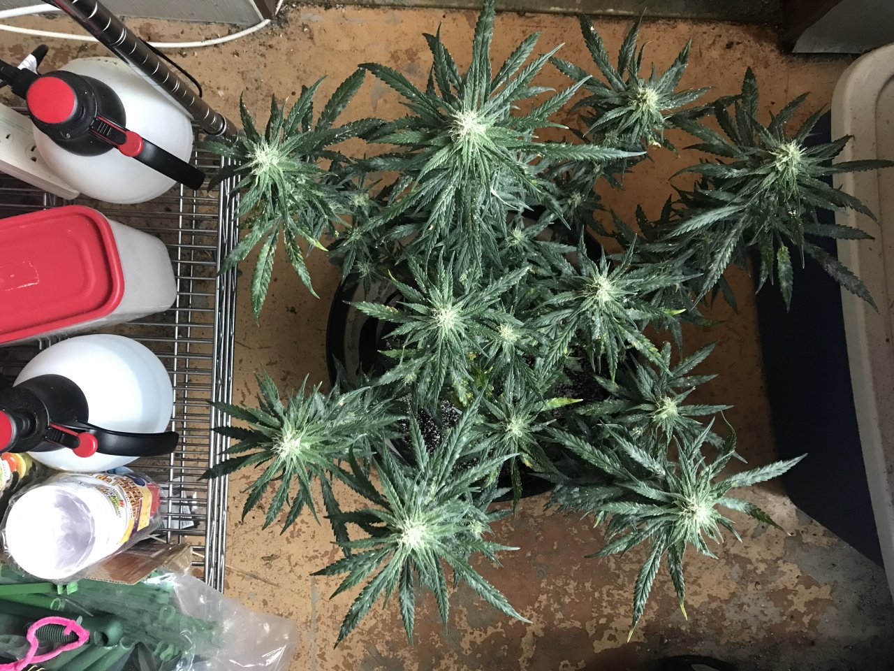 Melon Gum-Day 31F-l.jpeg