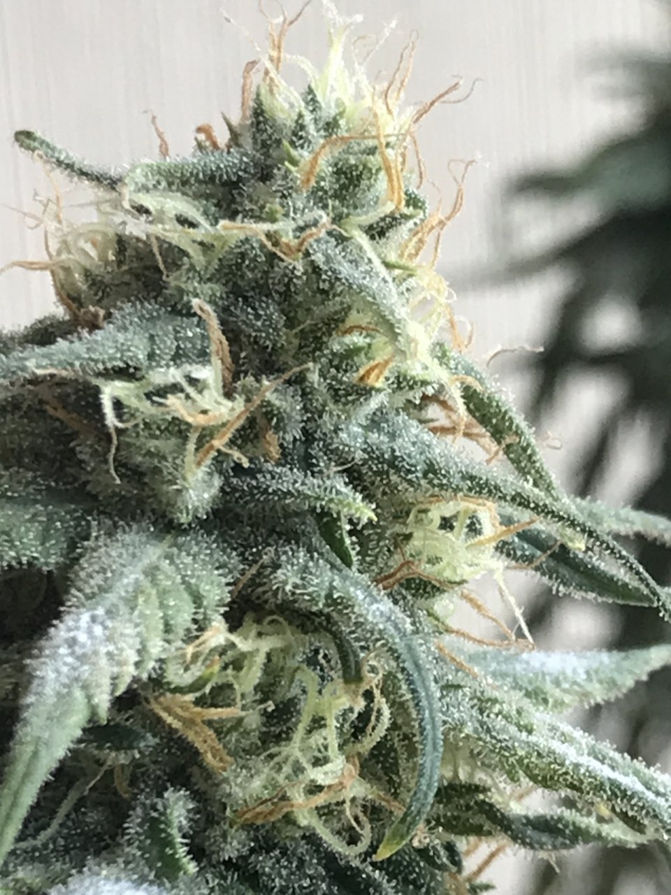 Melon Gum-Day 39F-b.JPG