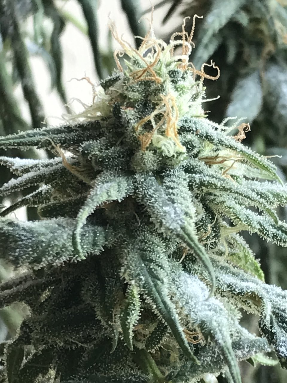 Melon Gum-Day 39F-c.jpeg