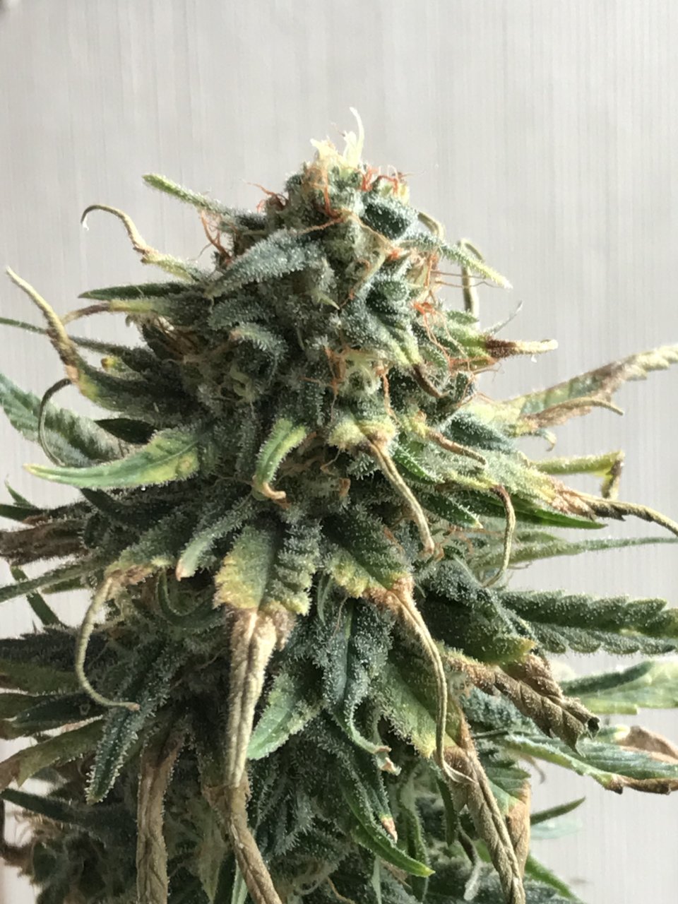 Melon Gum-Day 48F-f.jpeg