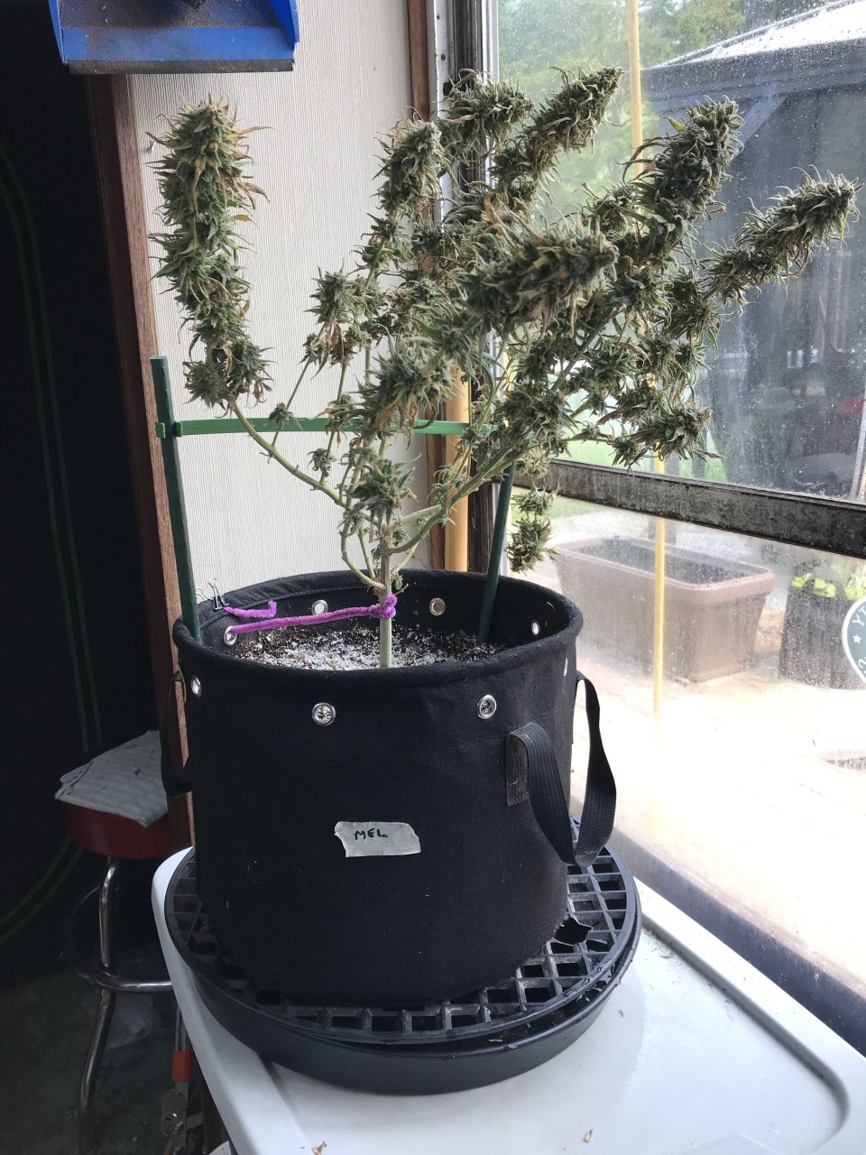 Melon Gum-Day 58F-i.jpeg