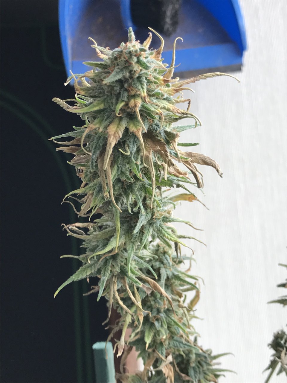 Melon Gum-Day 58F-j.jpeg