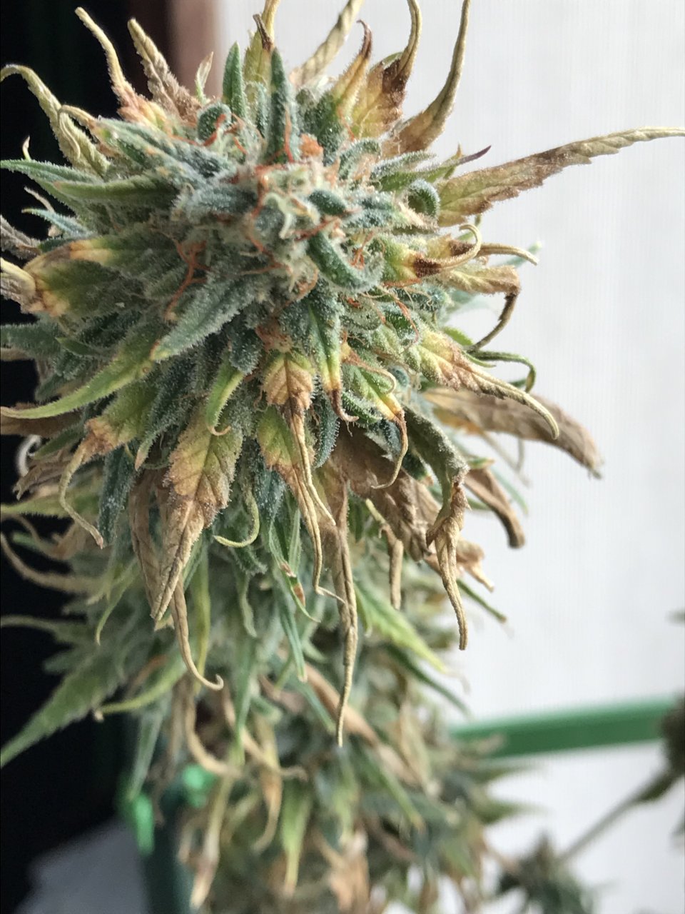 Melon Gum-Day 58F-k.jpeg