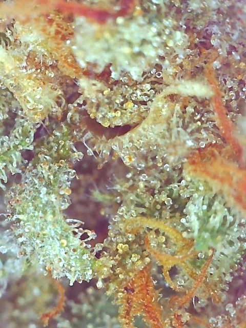 Melon Gum-Day 77F-c.JPG