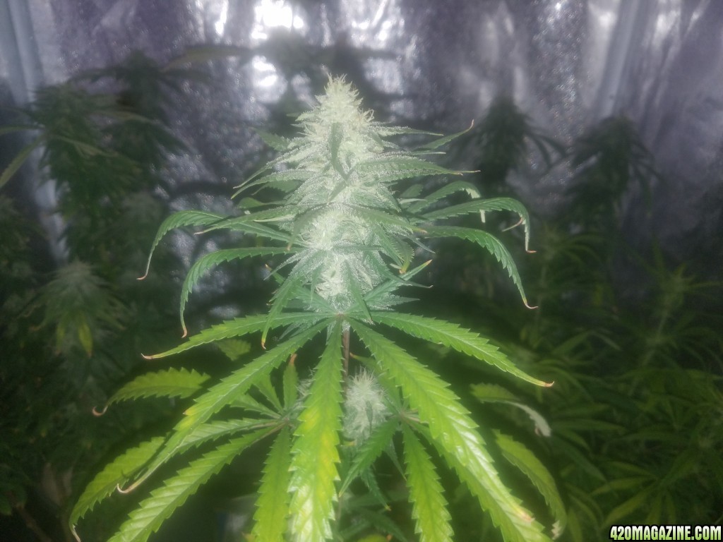 Member personal grow